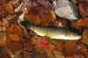 octfish.jpg (210282 bytes)