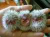 prickly.jpg (46332 bytes)