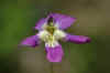purple flower.jpg (112546 bytes)