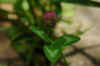 purple flowers.jpg (589619 bytes)