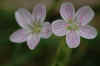 thursflower.jpg (106132 bytes)