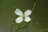 white.jpg (560921 bytes)