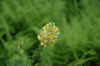 whiteorange.jpg (119722 bytes)