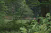 wintersdeer.jpg (161290 bytes)