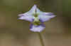 yellow purple flower.jpg (84977 bytes)